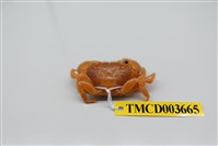 藏品(粗糙酋婦蟹)的圖片